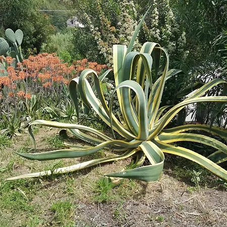 I Gechi - بيت للعطل *